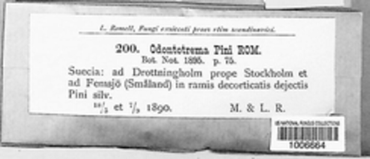 Cryptodiscus pini image